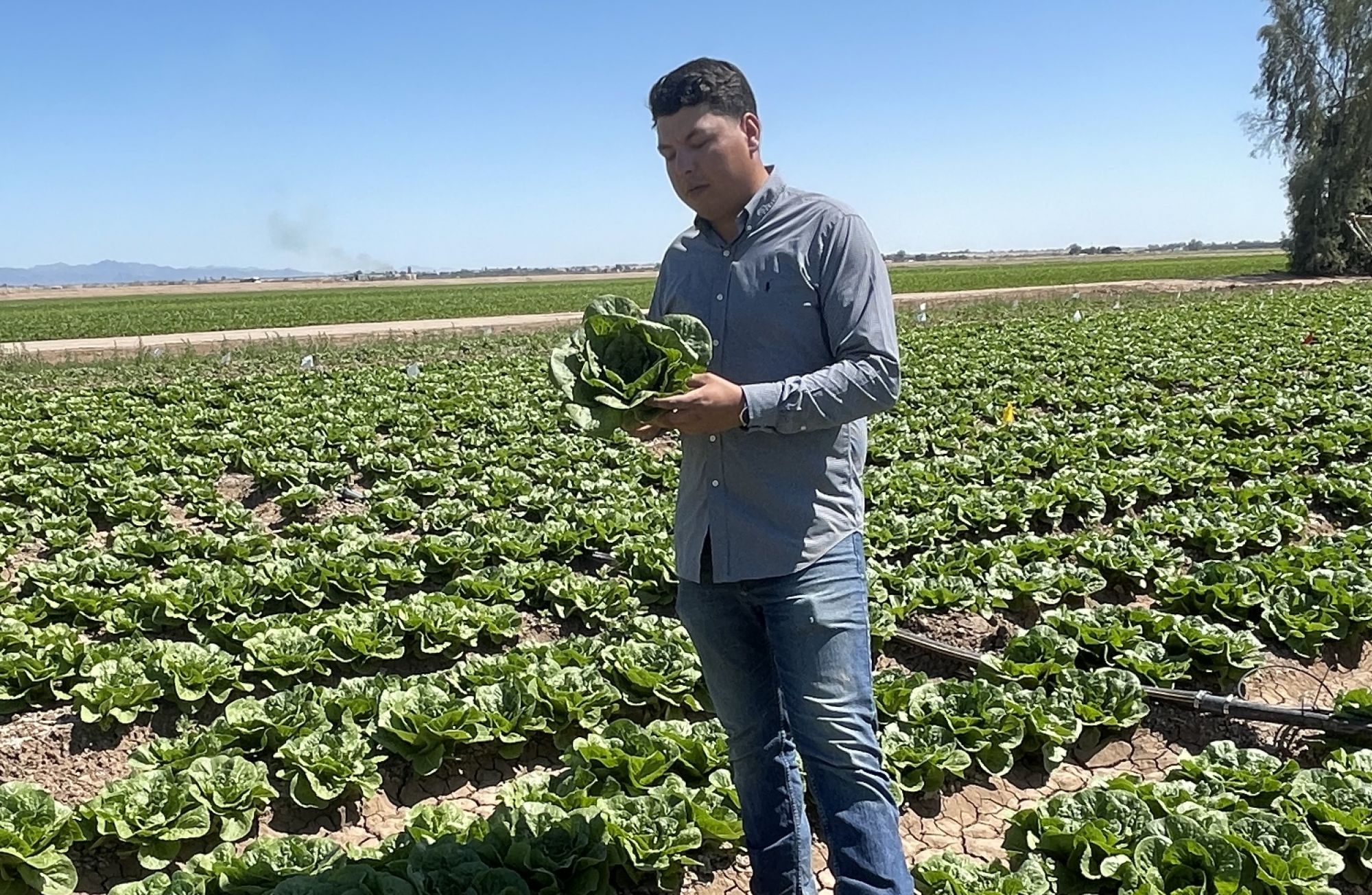 Alan Cruz, an agricultural systems management major at University of Arizona Yuma, stands in a field of leafy greens.