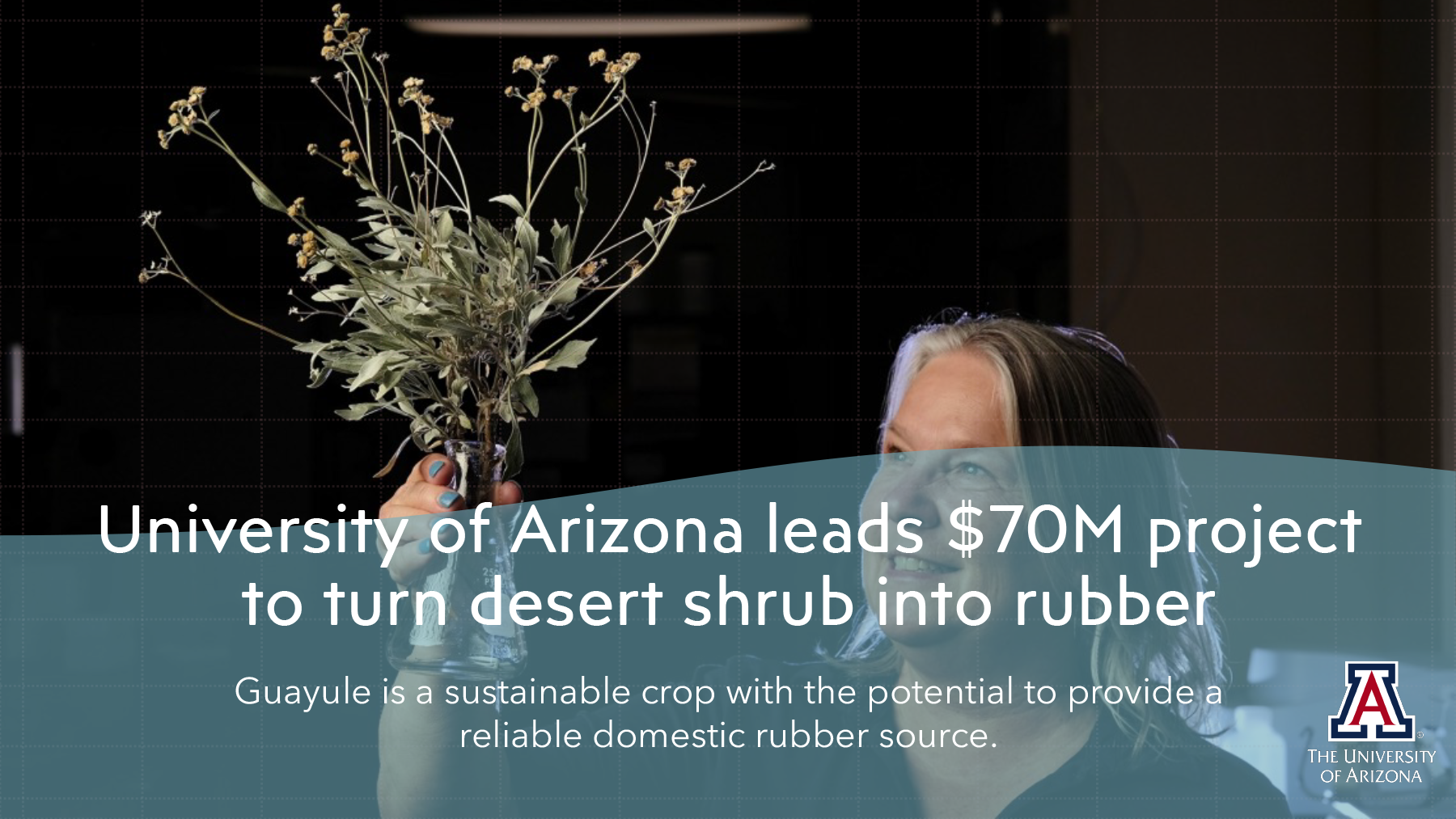 University of Arizona leads $70M project to turn desert shrub into rubber