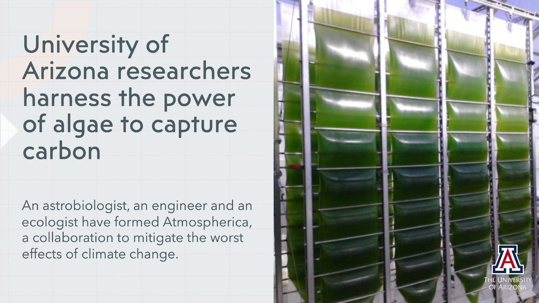 University of Arizona researchers harness the power of algae to capture carbon