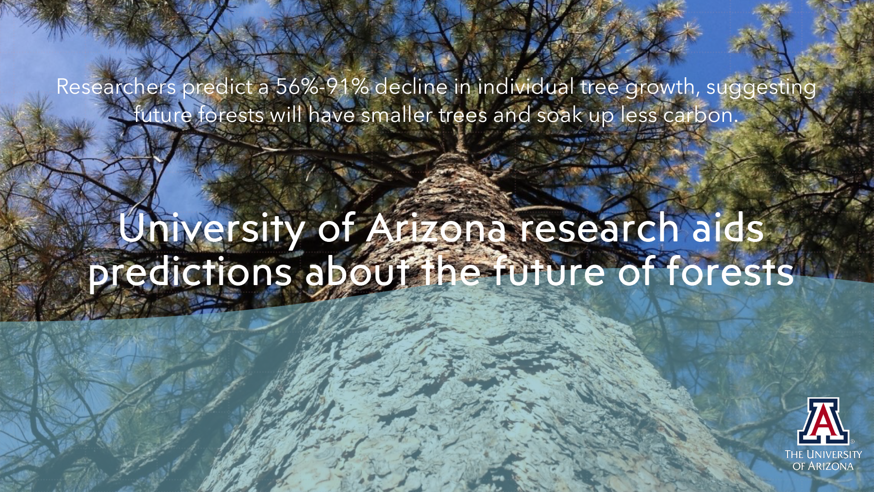 University of Arizona research aids predictions about the future of forests 