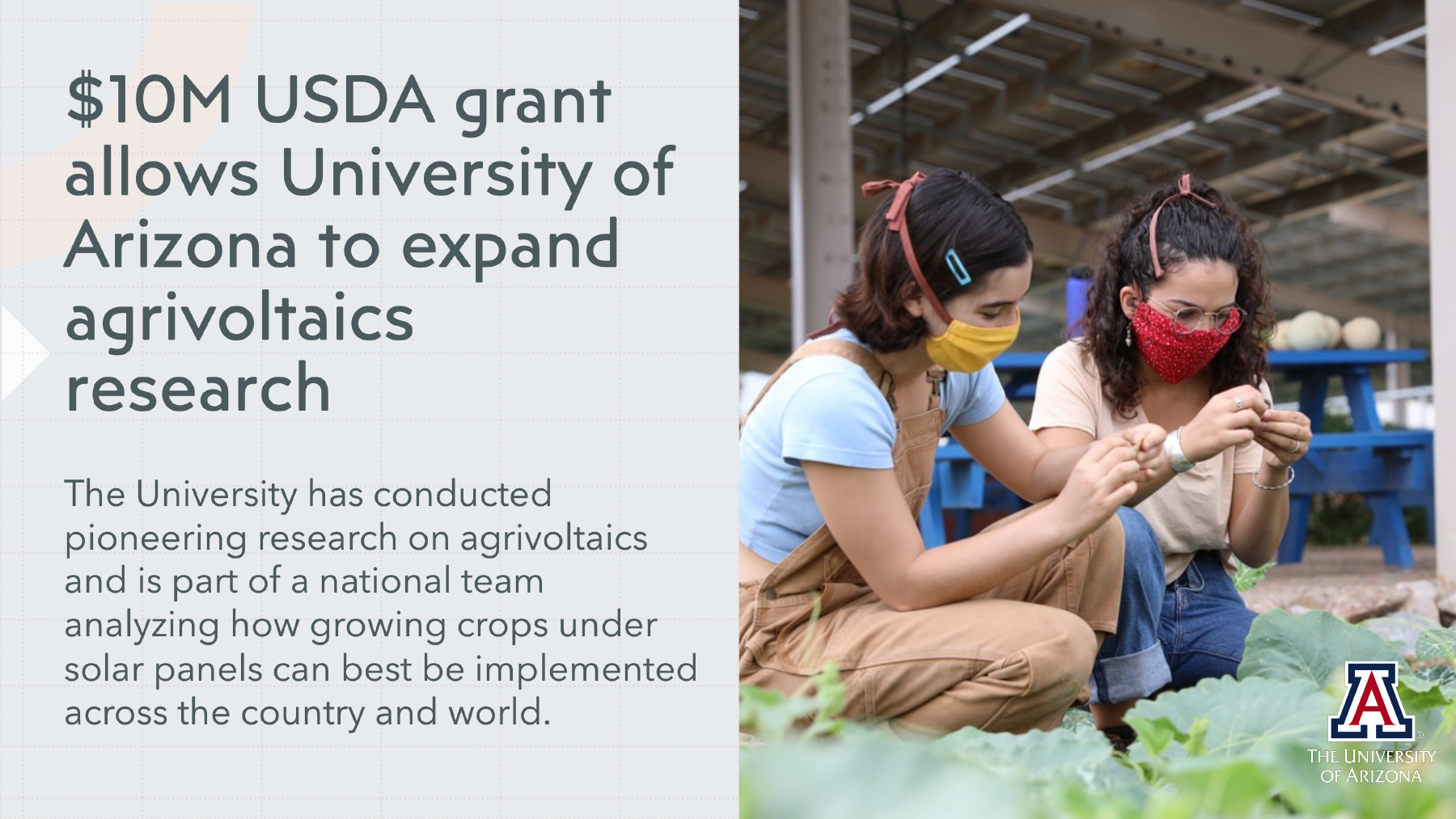 $10M USDA grant allows University of Arizona to expand agrivoltaics research