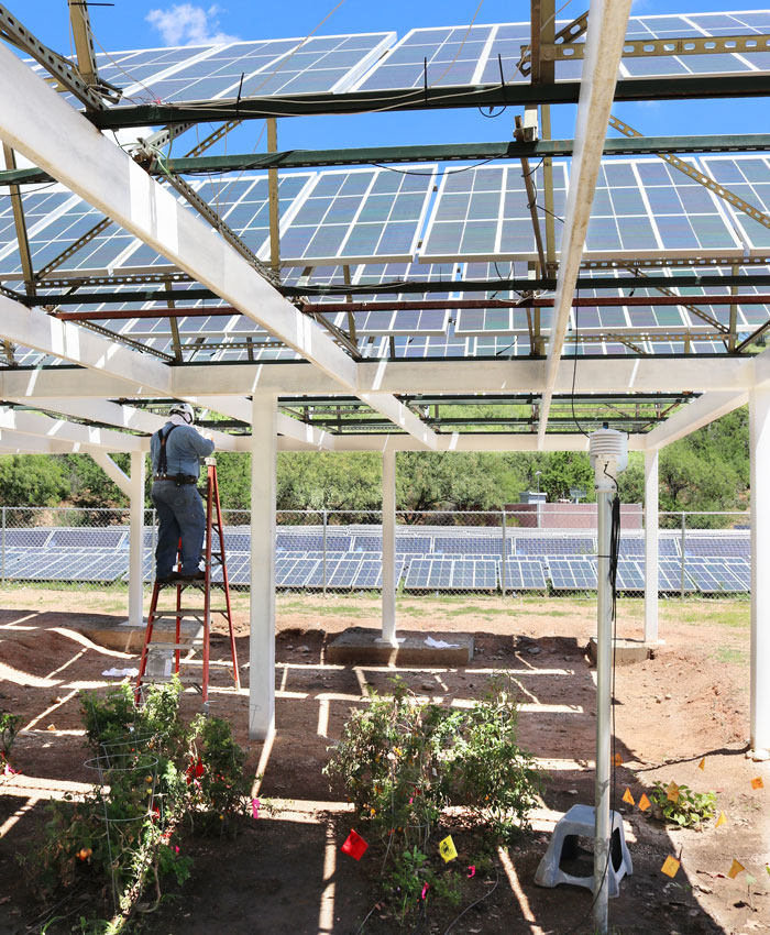 A man is on a ladder working on the large solar panels in the shade of the solar panels on a sunny day. There are vegetable plants growing in the foreground.