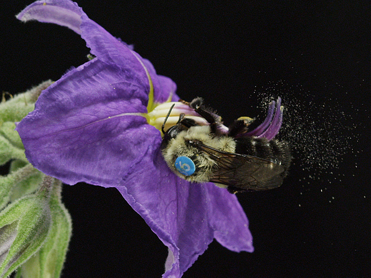 A female Bombus impatiens (bumblebee) sonicating a deadly nightshade blossom in the UA EEB greenhouse.