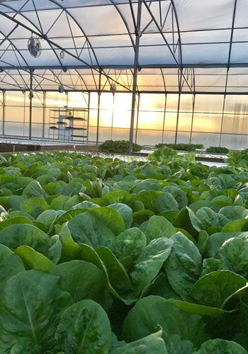 Hydroponic lettuce being grown by merchant gardeners at their urban garden in tucson Arizona at sunset