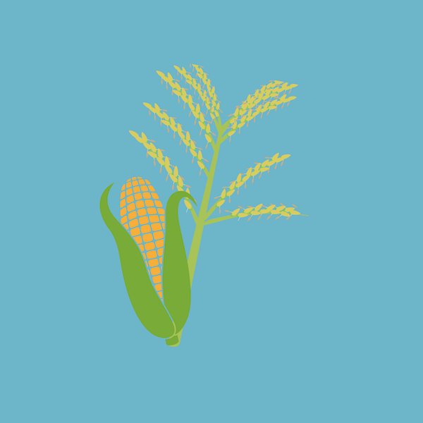 illustration of corn