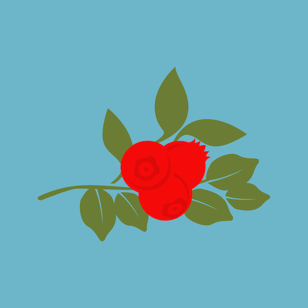 illustration of cranberries
