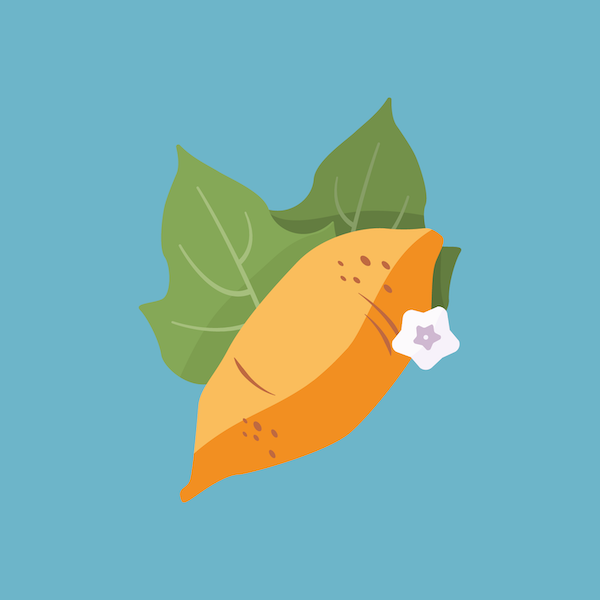 illustration of a sweet potato