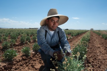 a man in a straw hat crouches down to inspect a row of crops