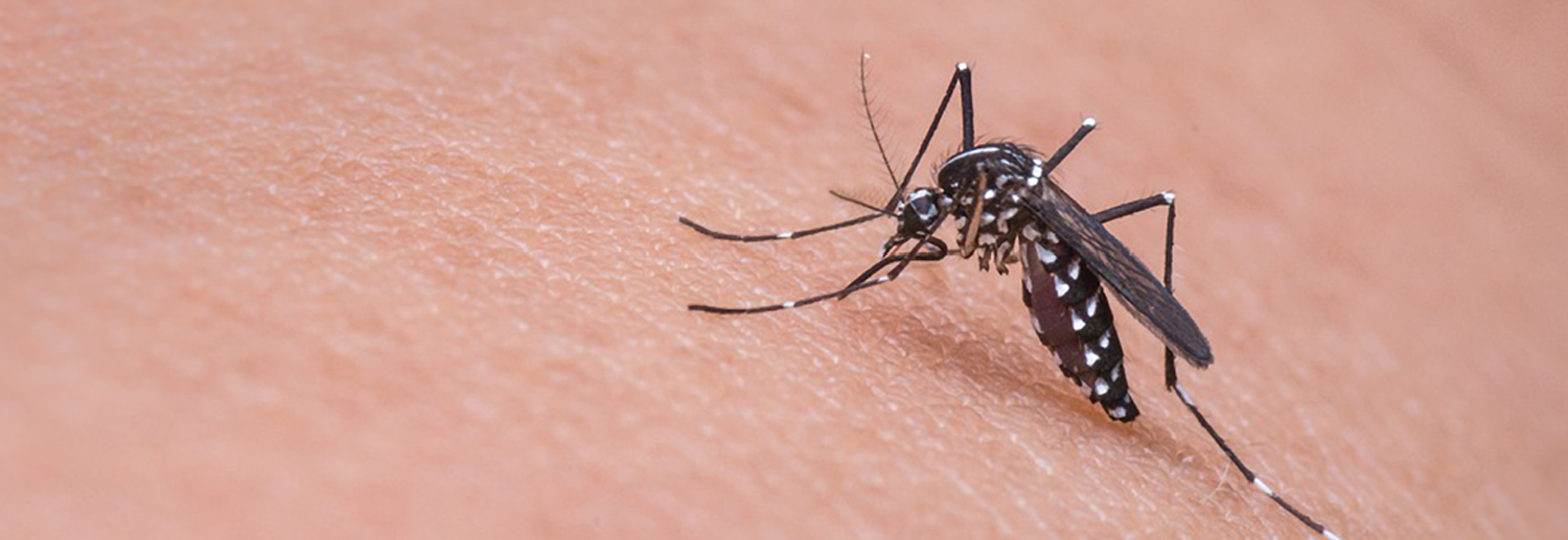 Mosquito on someone's skin - Univeristy of Arizona Zika virus research