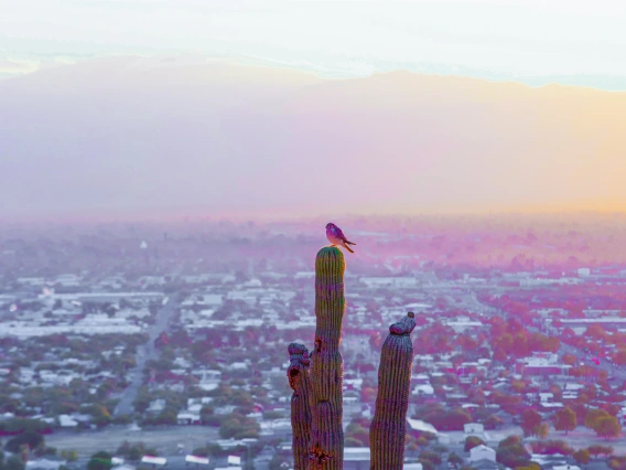 Image of bird on cactus at sunset