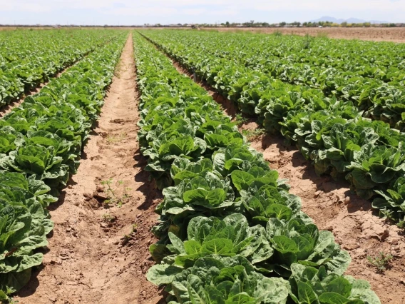 Rows of leafy greens growing in a field.