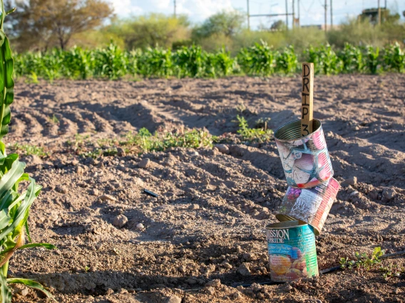 Gallon cans threaded on stake marked "Drip 3"
