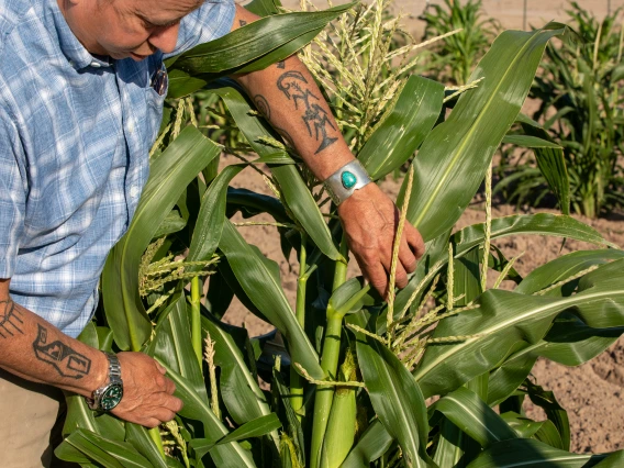 Michael Kotutwa Johnson's corn research field planted with heritage seed, requiring only 6-10 inches of rainfall to grow. The corn is approximately 5ft tall compared to typical U.S. corn which is 8-10ft tall.