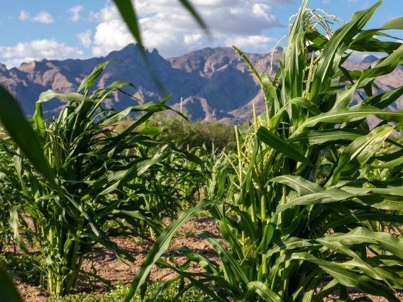 Michael Kotutwa Johnson's corn research field planted with heritage seed, requiring only 6-10 inches of rainfall to grow. The corn is approximately 5ft tall compared to typical U.S. corn which is 8-10ft tall.