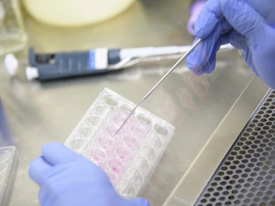 Close up of laboratory technician hands wearing blue gloves holding a plastic tray in a research lab