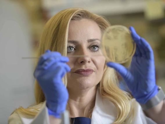 Researcher Melissa Herbst-Kralovetz applies a swab to a petri dish