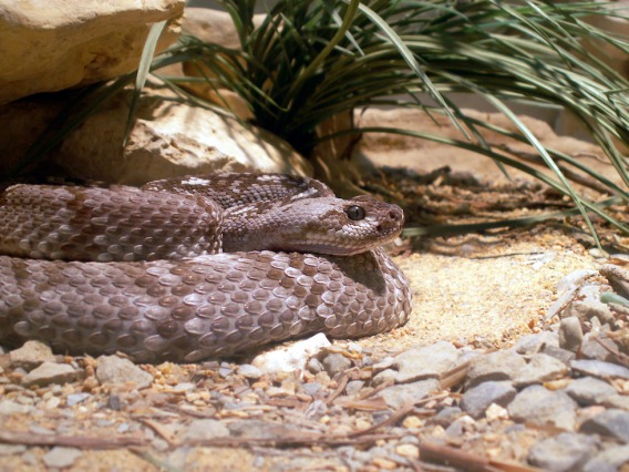 A black-tailed rattlesnake coiled up outside of its den