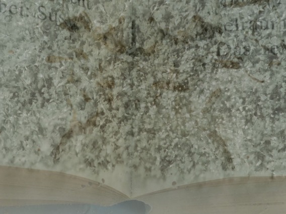 Without careful conservation, problems such as mold would easily damage the Folio.