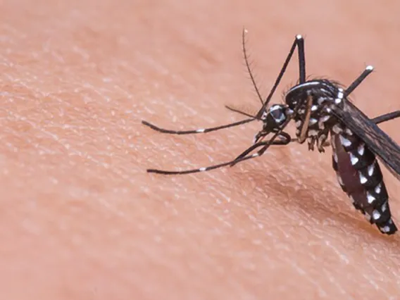Mosquito on someone's skin - Univeristy of Arizona Zika virus research