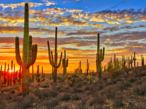 Sunset in Sonoran Desert, near Phoenix.