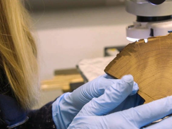 Researcher at the university of Arizona examining a wood block sample from the Tree Ring lab