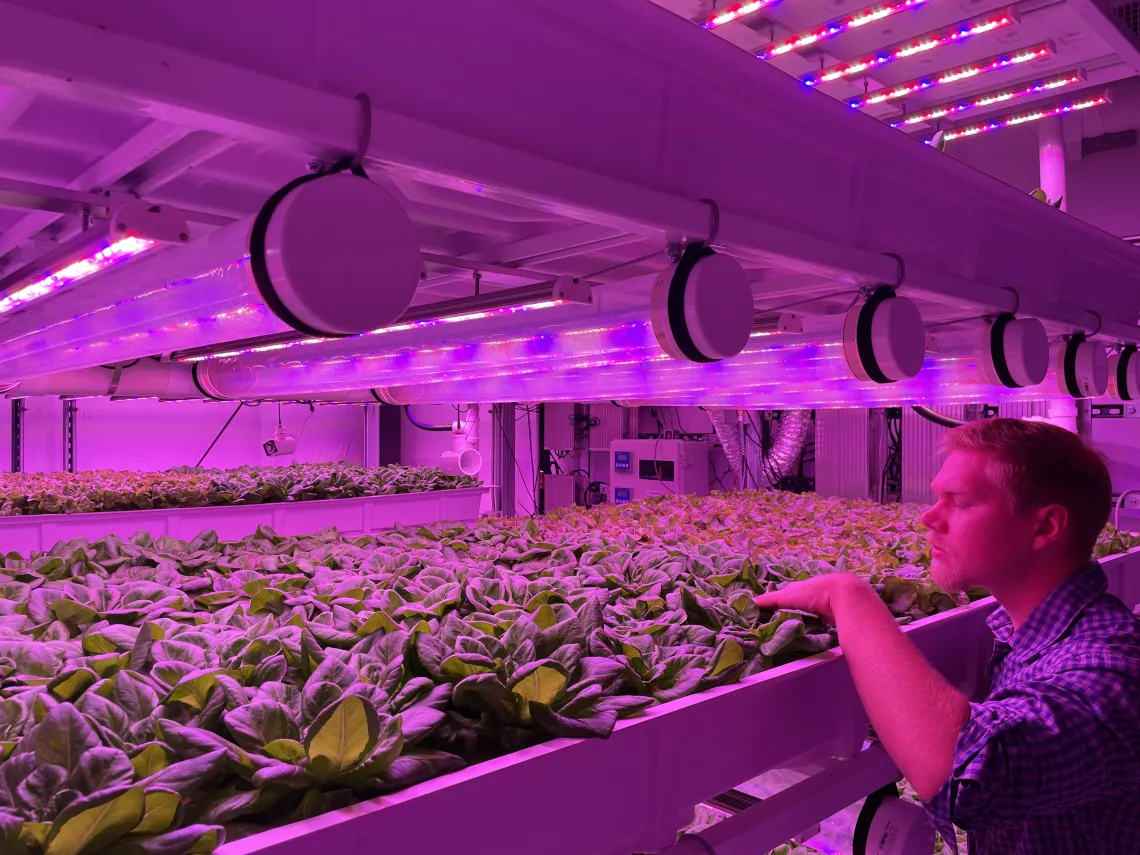 University of Arizona Controlled Environment Agriculture Center, Vertical Farming Facility