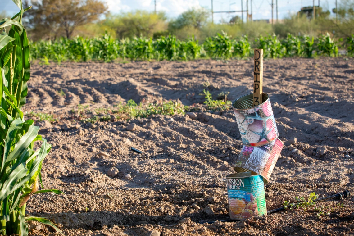 Gallon cans threaded on stake marked "Drip 3"