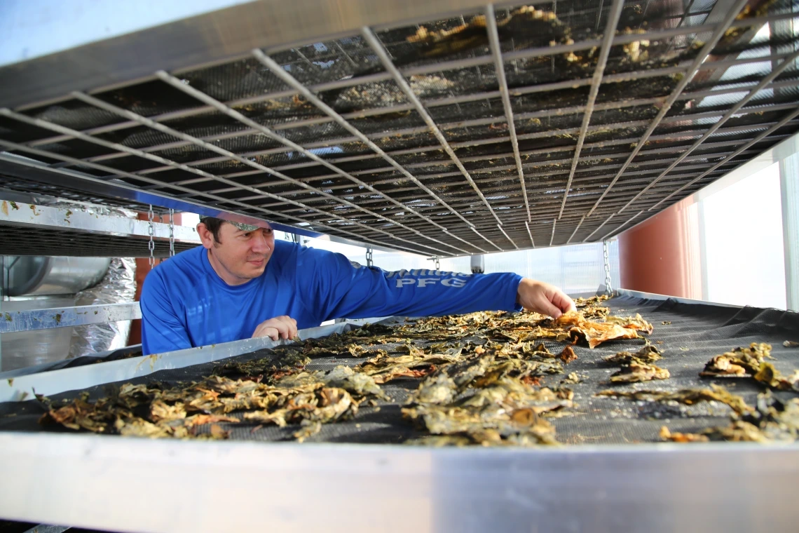 a person reaches into closely stacked racks holding solar-dried food