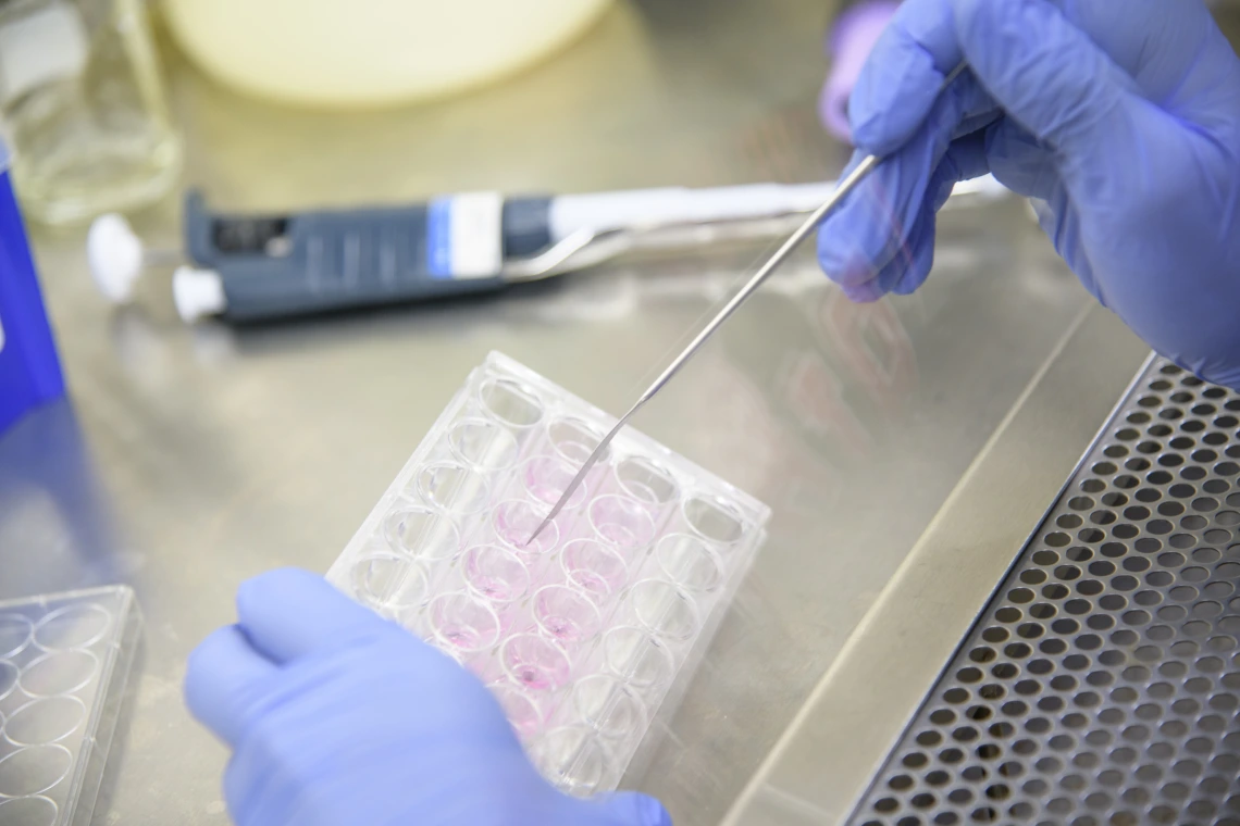 Close up of laboratory technician hands wearing blue gloves holding a plastic tray in a research lab