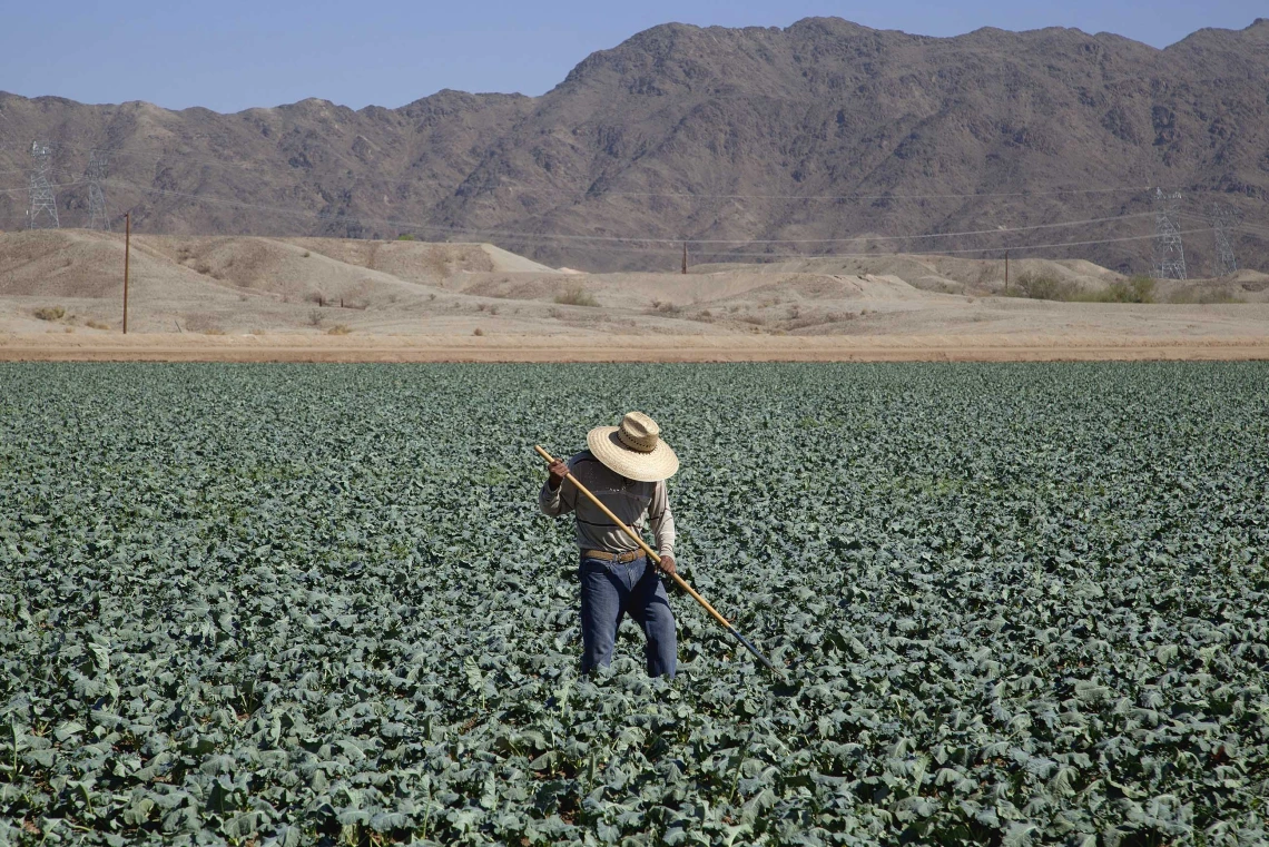 A farm worker wearing a hat hoes rows of broccoli in Yuma, Arizona