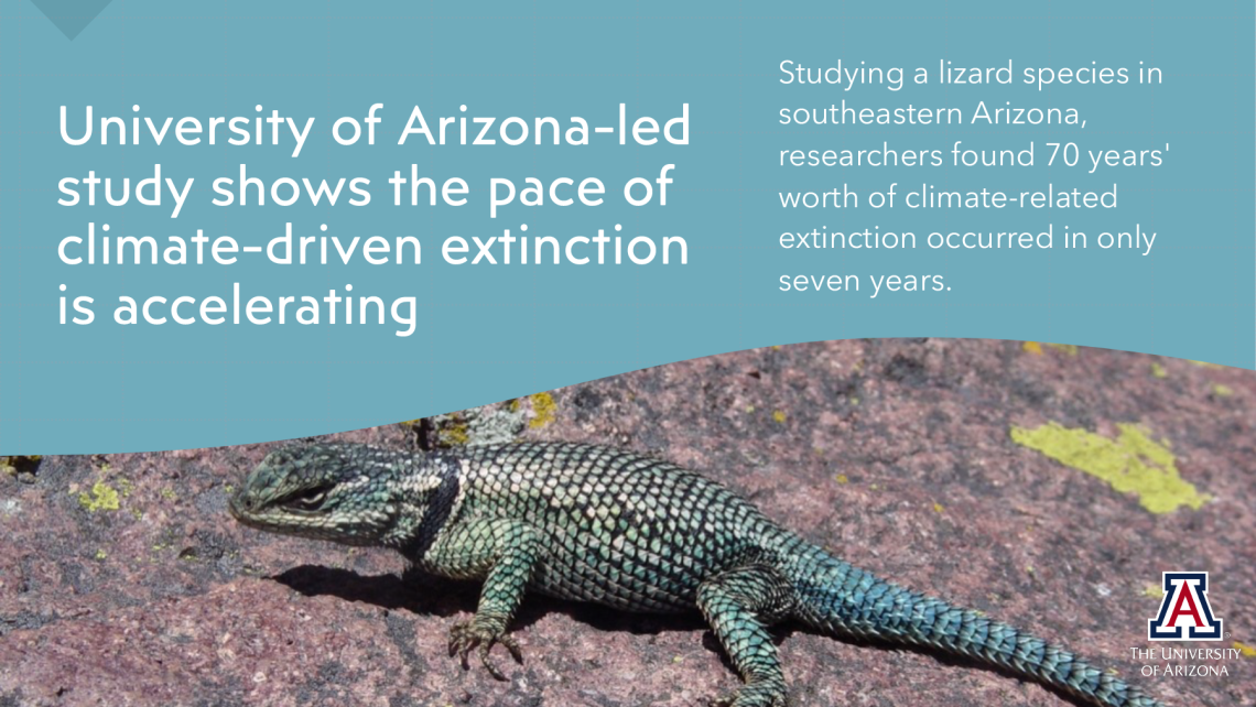 Studying a lizard species in southeastern Arizona, researchers found 70 years' worth of climate-related extinction occurred in only seven years.