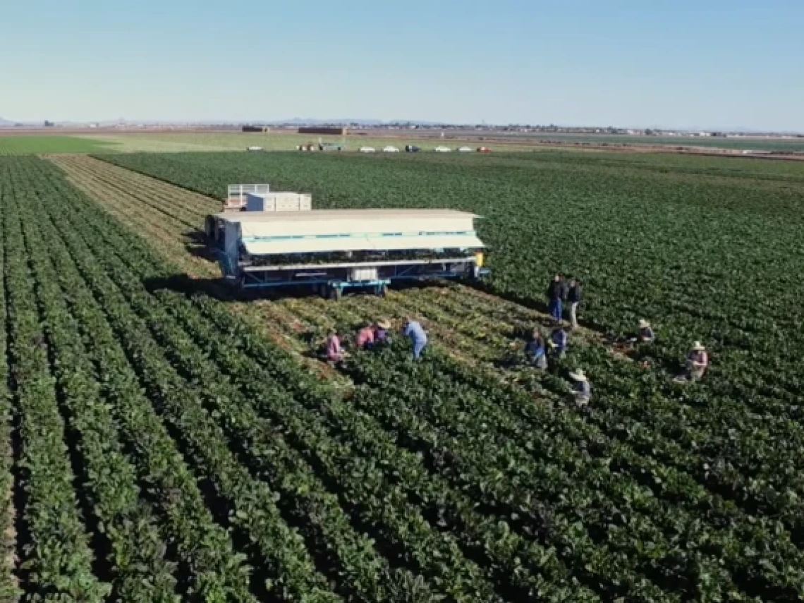 This image shows an aerial view of a large agricultural field with rows of green crops stretching into the distance. A group of farmworkers is actively harvesting the produce, placing it onto a mobile conveyor system attached to a covered trailer. The landscape is flat, with mountains visible in the background, and several vehicles parked along a distant road under a clear blue sky.