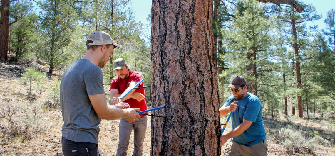 Matt Dannenberg, Paul Szejner, and Erik Anderson core a Ponderosa pine tree in Northern Arizona's Kaibab National Forest. (Photo: Emily Litvack/RDI)