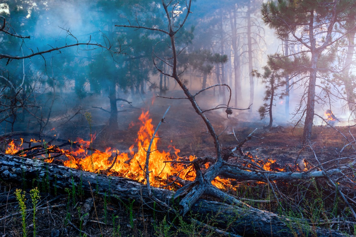 photo of wildfire burning a log on the ground in a forest