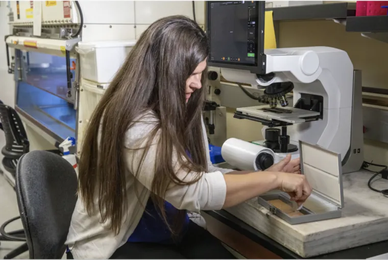 Tally Largent-Milnes works at a microscope