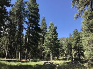 The team visited a site called Pine Valley in Utah's Dixie National Forest.