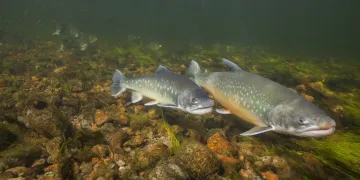 school of fish swimming in mountain stream