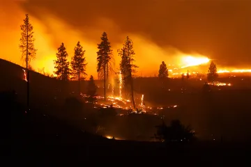 large wildfire burning pine trees in a forest at night