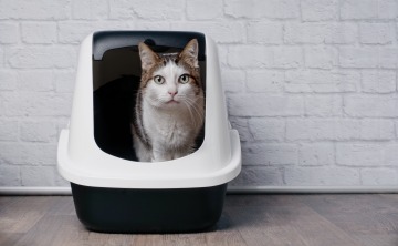 Tabby cat standing in litter box