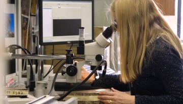 A female researcher is reviewing a wood block sample under a microscope in the University of Arizona Tree Ring lab