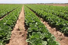 Rows of leafy greens growing in a field.