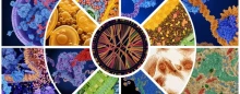 The National Synthesis Center for Emergence in the Molecular and Cellular Sciences graphic