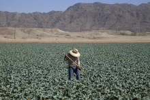 Alt Text:	A farm worker wearing a hat hoes rows of broccoli in Yuma, Arizona