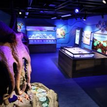 A section of Flandrau Science Center and Planetarium&#039;s newest exhibit, Undersea Discovery