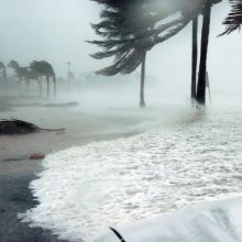 palm trees on beach blowing in Hurricane