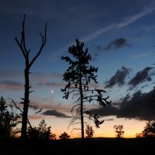 image of desiccating ponderosa pine trees against a sunset sky