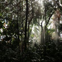 The rainforest underglass at Biosphere 2 receives rain after a 2 month drought.