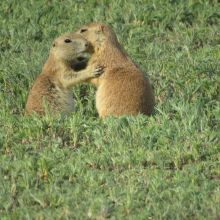 Black-tail prairie dogs &#039;greet kissing&#039;