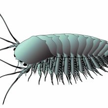 Artist&#039;s impression of what Leanchoilia may have looked like in real life. 
