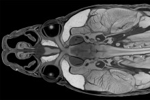 A CT scan of a snake head